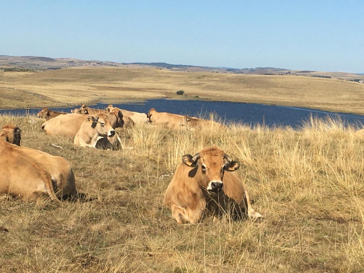 Aux Portes D'Aubrac Studio 2 Personnes Bed and Breakfast Condom-d'Aubrac Εξωτερικό φωτογραφία